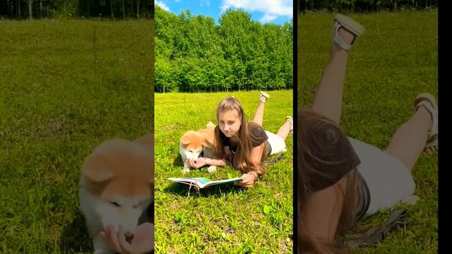 Как растет Акита-ину 🦁 Акита-ину исполнилось 9 месяйев #акита-ину, #акита, #акитаину, #akitainu смотреть онлайн