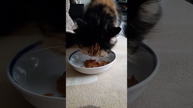 Корм Purina ONE моя кошка смотреть онлайн