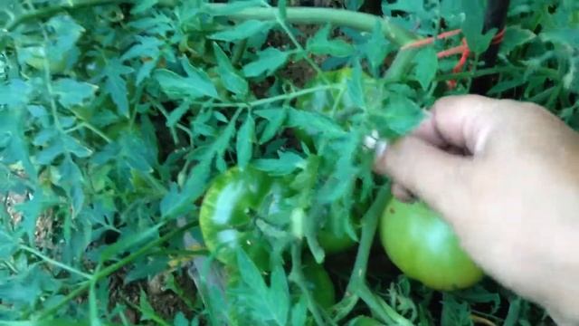 Голубая ель томат смотреть онлайн