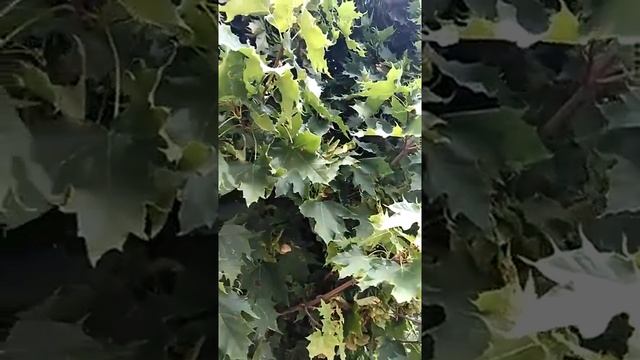 Сонник Клен во снах.mp4 смотреть онлайн