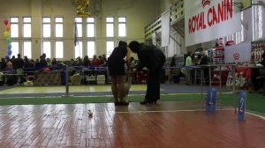 ам.стафф кобель юниор 7,02,2015 Владивосток