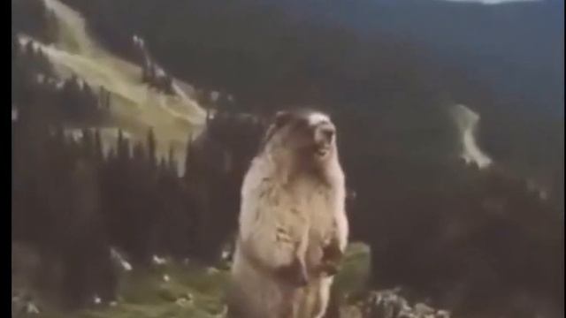 Брачный зов суслика смотреть онлайн