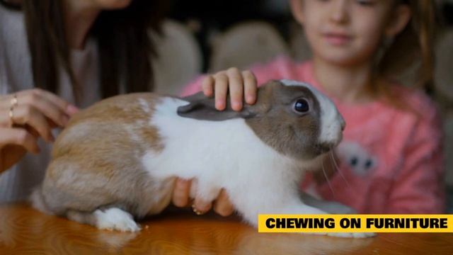 10 Rabbit Behavior Problems Solved смотреть онлайн