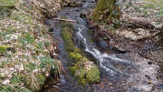 Забыть о проблемах поможет пение птиц и журчание горного ручья🌊 смотреть онлайн