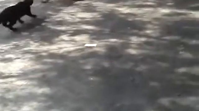 Макака достает кота и остальных смотреть онлайн