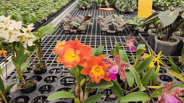 Думали всё? А нет, ОрхоРай у Mikiorchid!