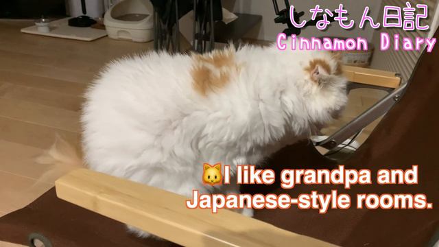 [English] Kitty CAT Midnight meeting with cats. kedi yavrusu смотреть онлайн