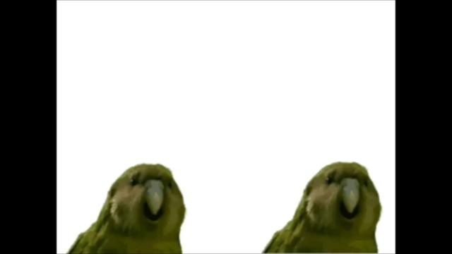 Shaged by rare parrot Sirocco the kakapo dancing смотреть онлайн