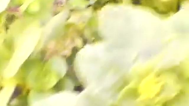 Петуния бахромчатая Афродита F1, буквица, купена, 24 мая смотреть онлайн