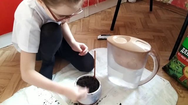 Про молочный зубик, подарок Фей и зеленые росточки смотреть онлайн