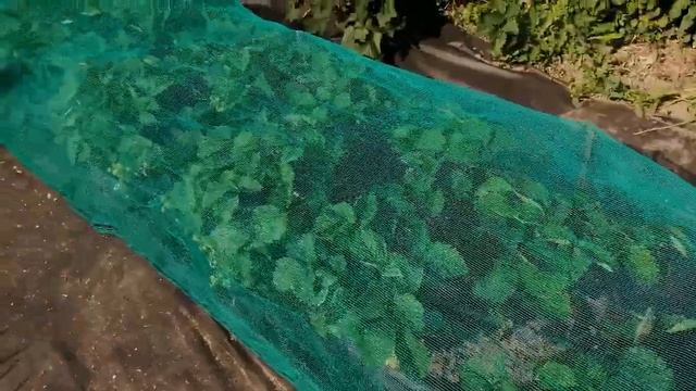 Сетка от птиц смотреть онлайн