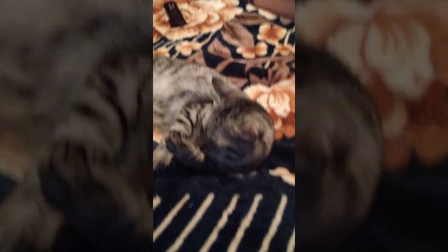 Кот грызет смотреть онлайн