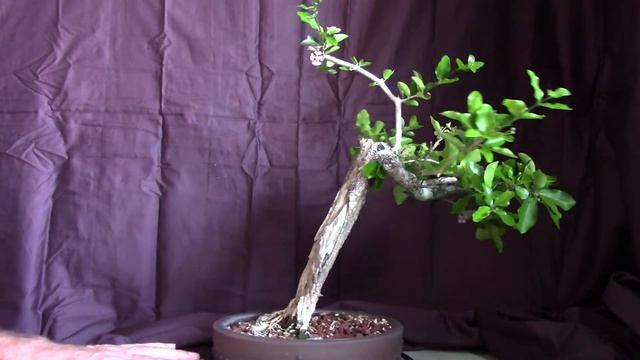 Barbados cherry bonsai tree. Malpighia emarginata also known as acerola cherry. смотреть онлайн