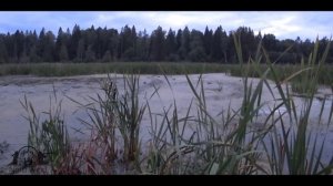 ОХОТА НА УТОК ОСЕНЬЮ. Много уток на болоте. ОХОТА на вечернем перелете.