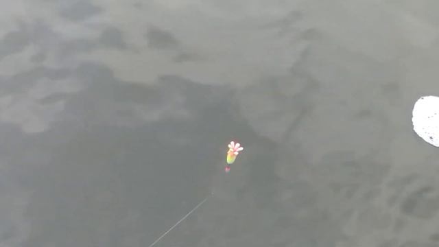 Осенняя рыбалка. Рыбалка на вилейском водохранилище. Рыбалка с зимним поплавком цветок. смотреть онлайн