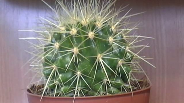 Просто Кактус смотреть онлайн