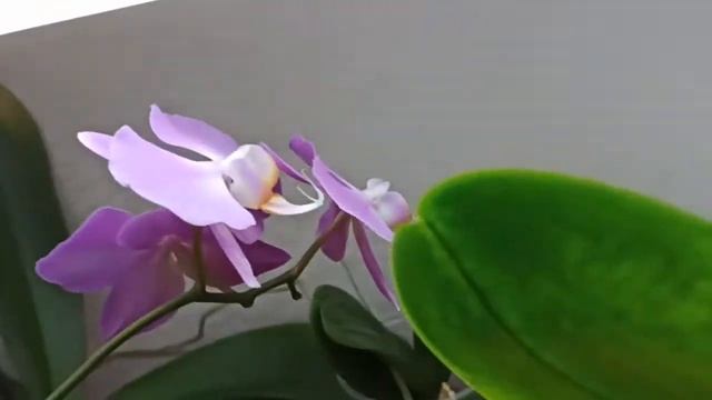 Мои цветущие орхидеи/Попугай зацвел/My blooming orchids/The Parrot is blooming смотреть онлайн