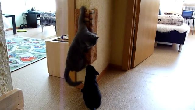 Когтеточка. Кошки играют с когтеточкой. смотреть онлайн