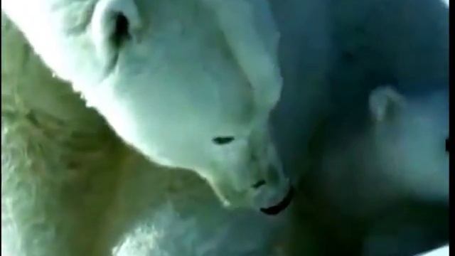 Природа Севера. Белый медведь смотреть онлайн