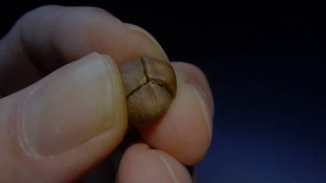 Mexican Jumping Beans- A look at what's inside! смотреть онлайн