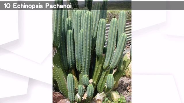 20 Tipos De Echinopsis