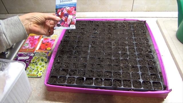 Посев петунии в кассеты на снег. Как разложить мелкие семена в ячейки. Условия для хороших всходов смотреть онлайн