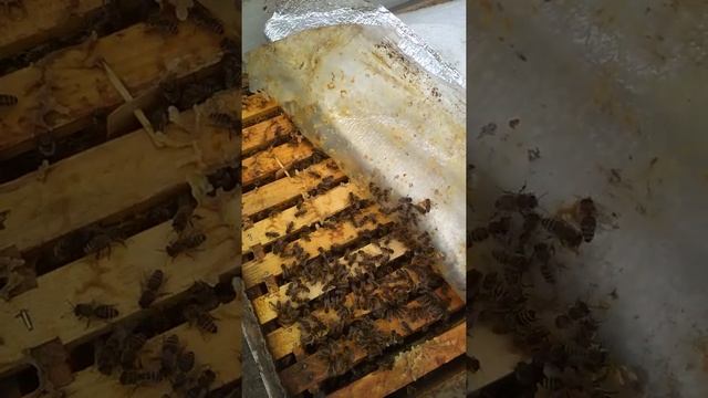 Когда убирать пластины из ульев? Убираю полоски от клеща варроа. смотреть онлайн