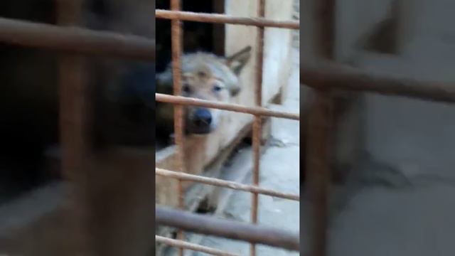 Поехали на пляж а попали в зоопарк🤗 смотреть онлайн