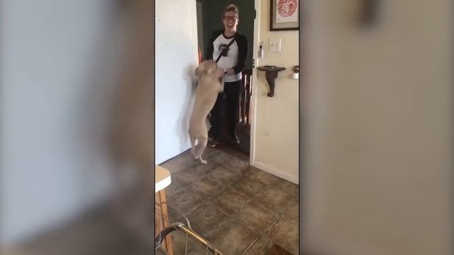 Попробуй НЕ ЗАПЛАКАТЬ! Топ 12 Моментов Встречи Животных с Хозяевами После Долгой Разлуки. смотреть онлайн