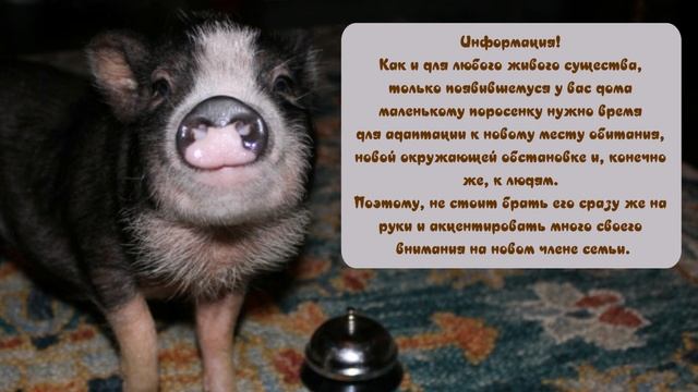 Мини пиг – домашняя декоративная свинка Mini pig - home decorative pig смотреть онлайн