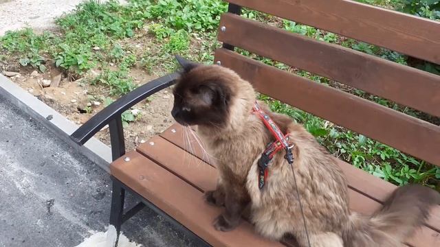 Гуляем с котом Магваем на улице смотреть онлайн