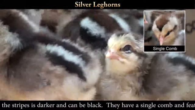Silver Leghorn Chicks смотреть онлайн