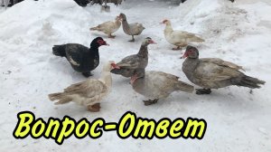 Вопрос-Ответ / Мускусные утки / Индоутки несутся зимой, что делать? Отделять ли индоуток на семьи ?