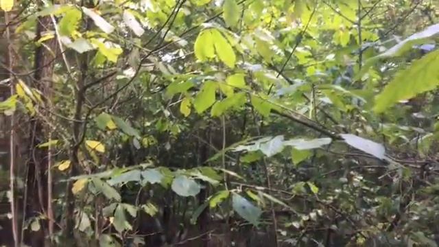 Wild Edible Paw Paws смотреть онлайн
