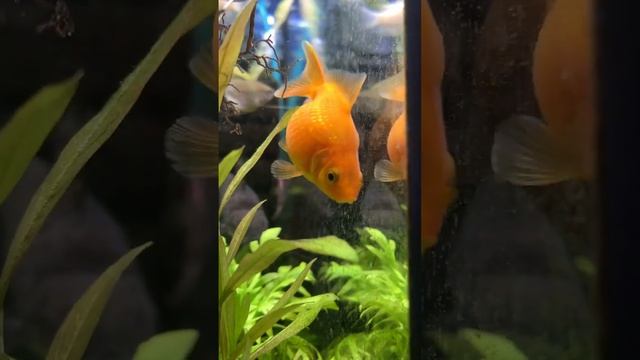 Золотая рыбка жемчужина ? смотреть онлайн