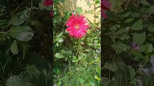 #gerbera plant смотреть онлайн