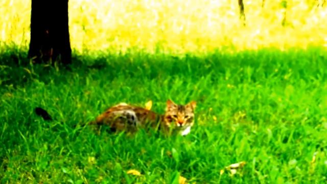 Кошка мышку поймала! смотреть онлайн