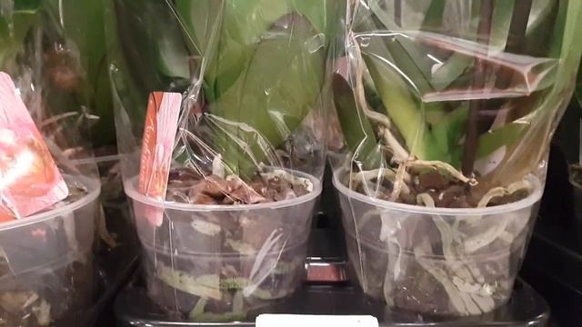 Уценка горшечных растений в "Гринвилле", Новосибирск: калатея, шефлера, адиантум, розы, орхидеи. смотреть онлайн