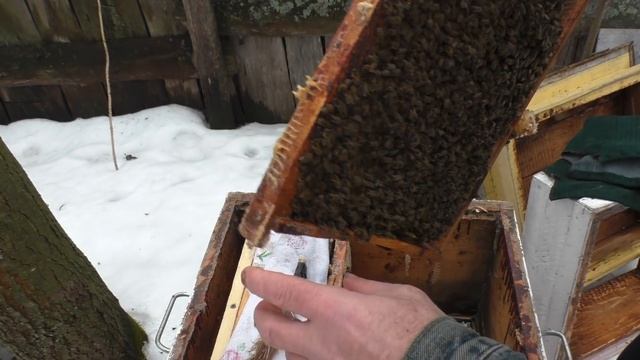 БЕДА в ульях МЫШИ и ВОДА. смотреть онлайн