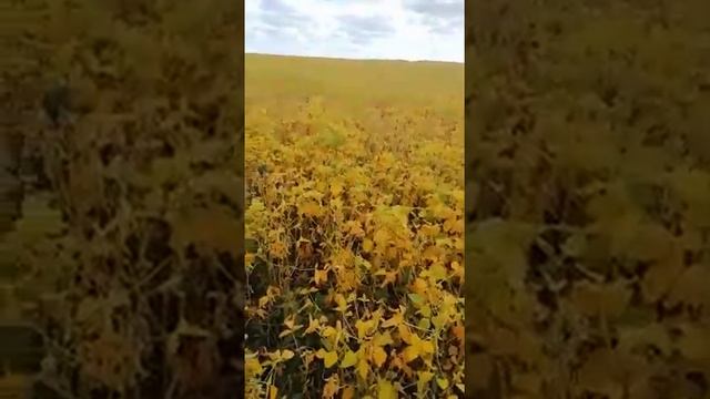 Коротко о применении гербицида КЧХК (KCCC) Гарнизон (д.в. бентазон 480 г./л.) на сое 2,5 л./га. смотреть онлайн