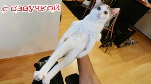 Приколы с котами! С ОЗВУЧКОЙ! 😂 Смешные коты! ПРИКОЛЫ С ЖИВОТНЫМИ!! РЖАКА!