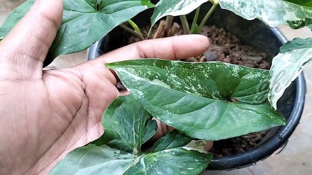 # how to grow syngonium albo plant #syngonium albo verigated#syngonium albo full care&propagtion# смотреть онлайн