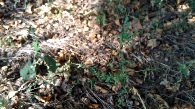 Где взять идеальную почву для растений смотреть онлайн