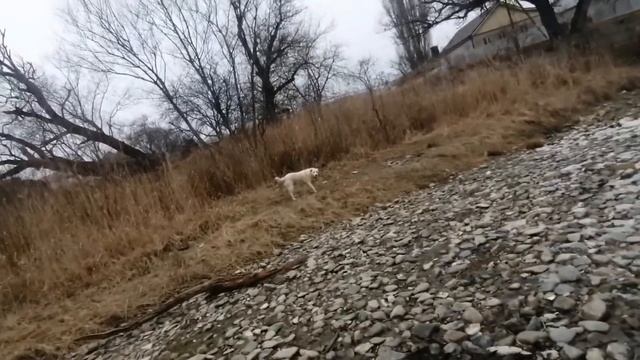 Утро с Мавром:) Сбор на коляску ЗАКРЫТ - всем СПАСИБО! За хорошую работу - хорошая новость! смотреть онлайн