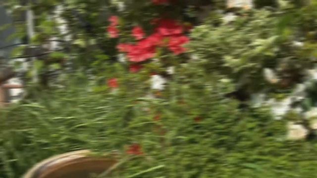 【 Happy Gardening 36 】Rhododendron; 杜鹃花 смотреть онлайн