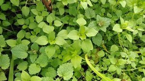 #трава #мокрица или  #звездчатка #средняя. #лекарственные #свойства