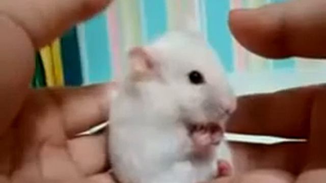 Капитан Америка Дисней Обмундирование и Макс делает сладкую воду из Crasch пакетиков смотреть онлайн