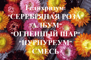 Как сажать гелихризум.Как вырастить гелихризум на рассаду.