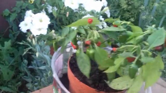 Комнатный горький перец .