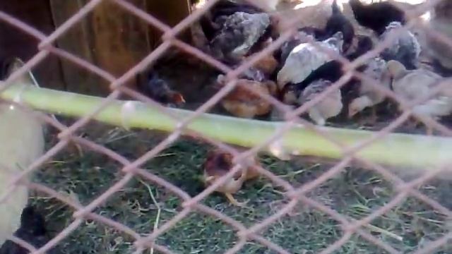 Цыплята домашние и петух породы Виандот. смотреть онлайн